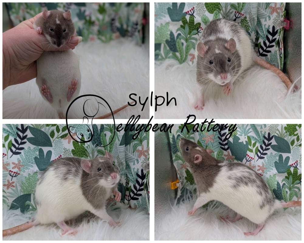 Fancy rat Pet only Rattus norvegicus 