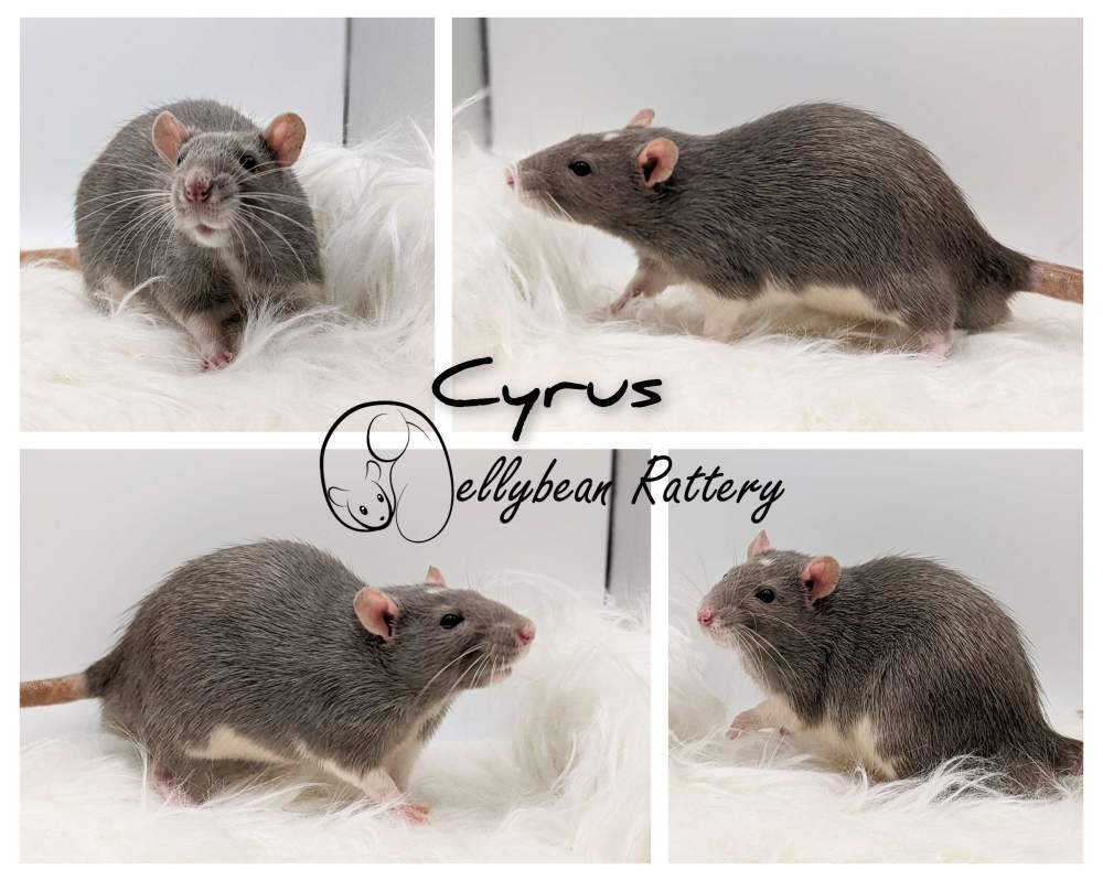 Fancy rat Retired Rattus norvegicus 