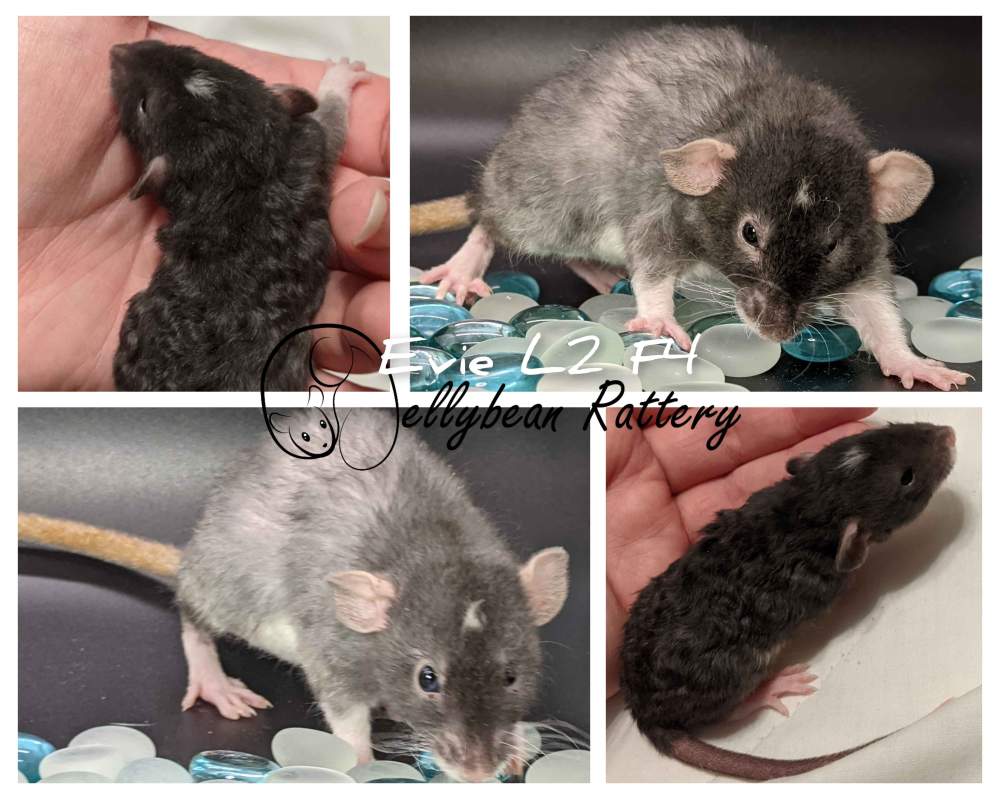 Fancy rat Pet only Rattus norvegicus United States, Westlake