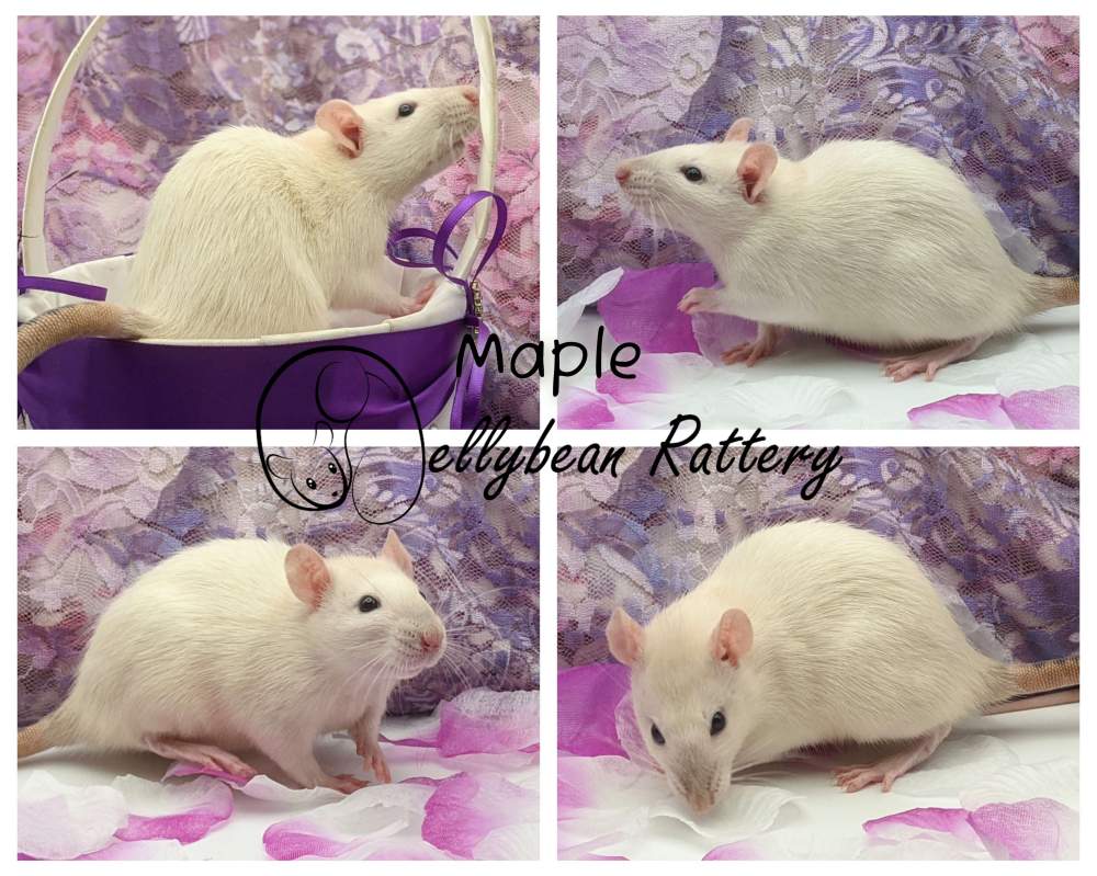 Fancy rat Breeder Rattus norvegicus 