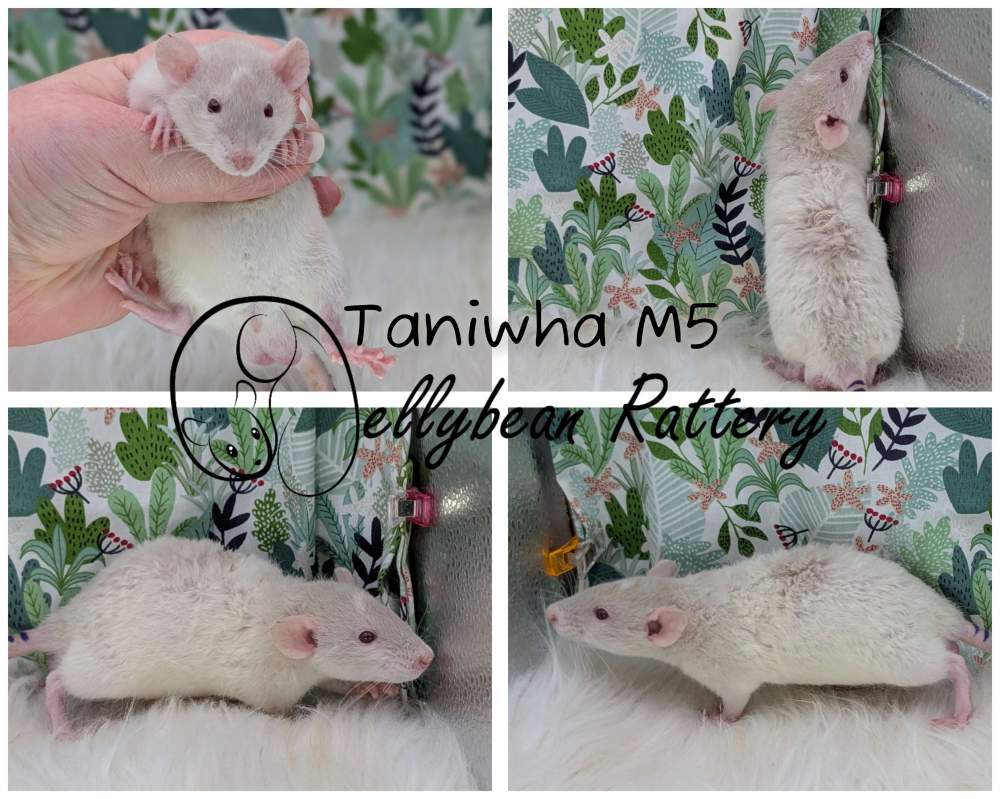 Fancy rat Pet only Rattus norvegicus 