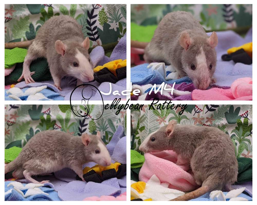 Fancy rat Pet only Rattus norvegicus 