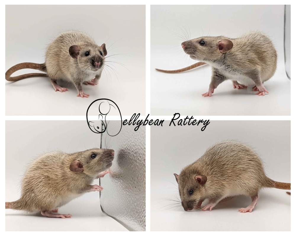 Fancy rat Retired Rattus norvegicus 