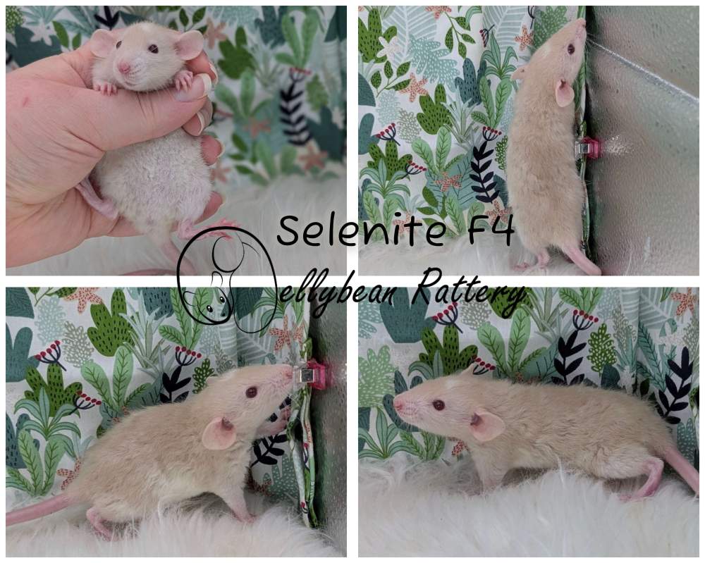 Fancy rat Pet only Rattus norvegicus 