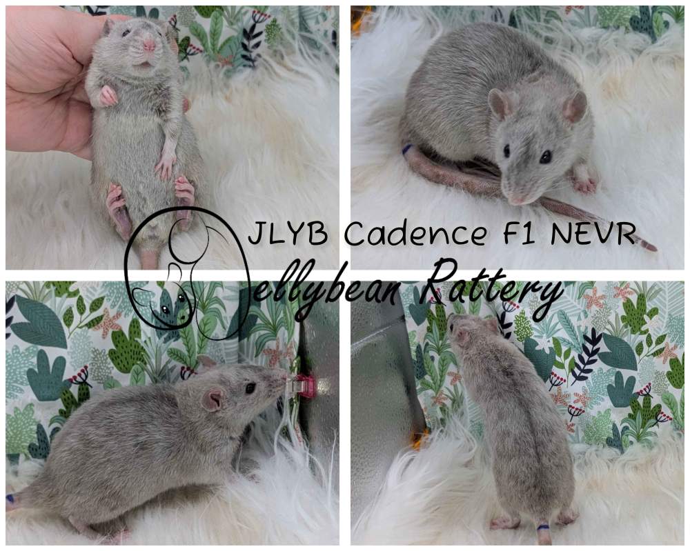 Fancy rat Breeder Rattus norvegicus 