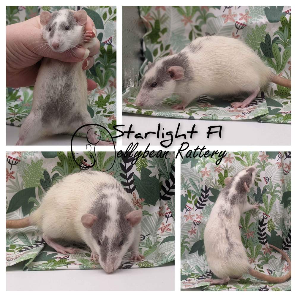 Fancy rat Retired Rattus norvegicus 