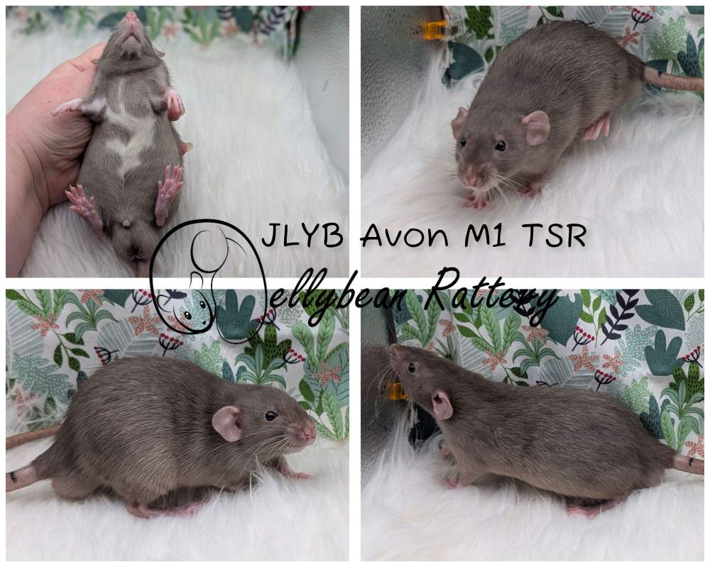 Fancy rat Pet only Rattus norvegicus 