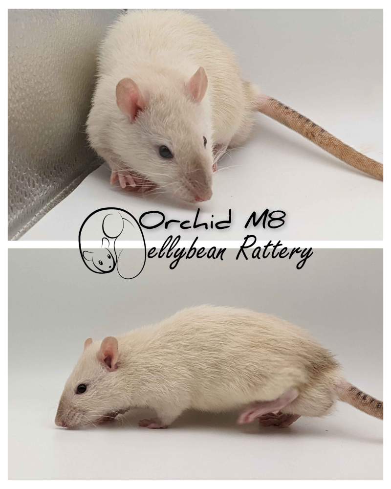 Fancy rat Pet only Rattus norvegicus 