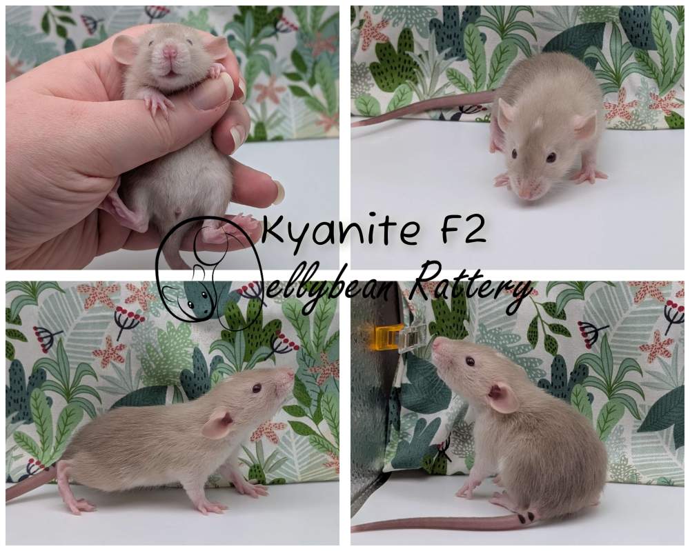 Fancy rat Pet only Rattus norvegicus 