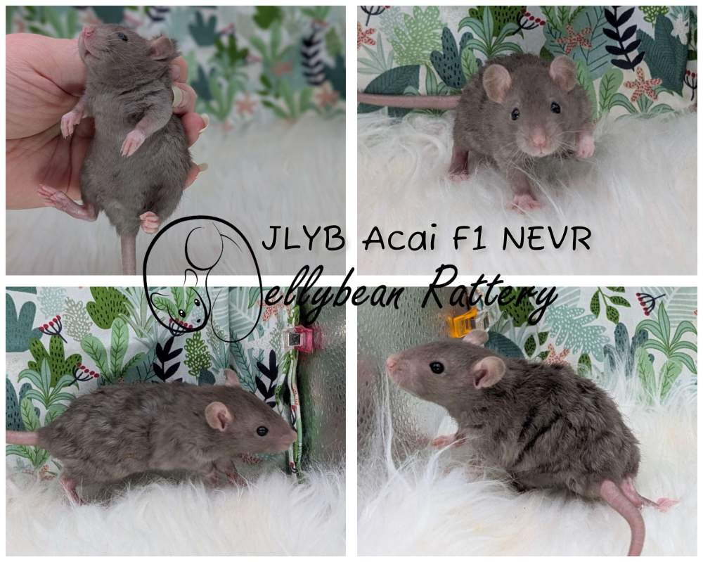 Fancy rat Breeder Rattus norvegicus 