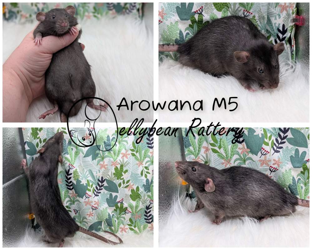 Fancy rat Pet only Rattus norvegicus 