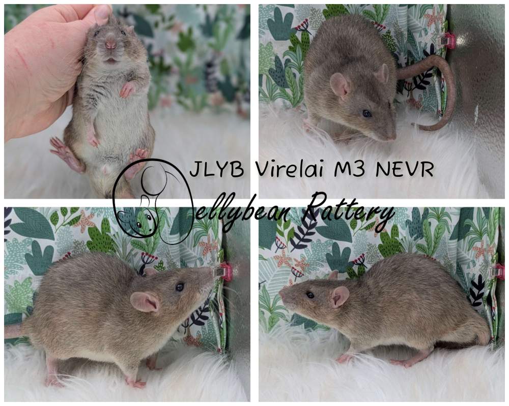 Fancy rat Pet only Rattus norvegicus 