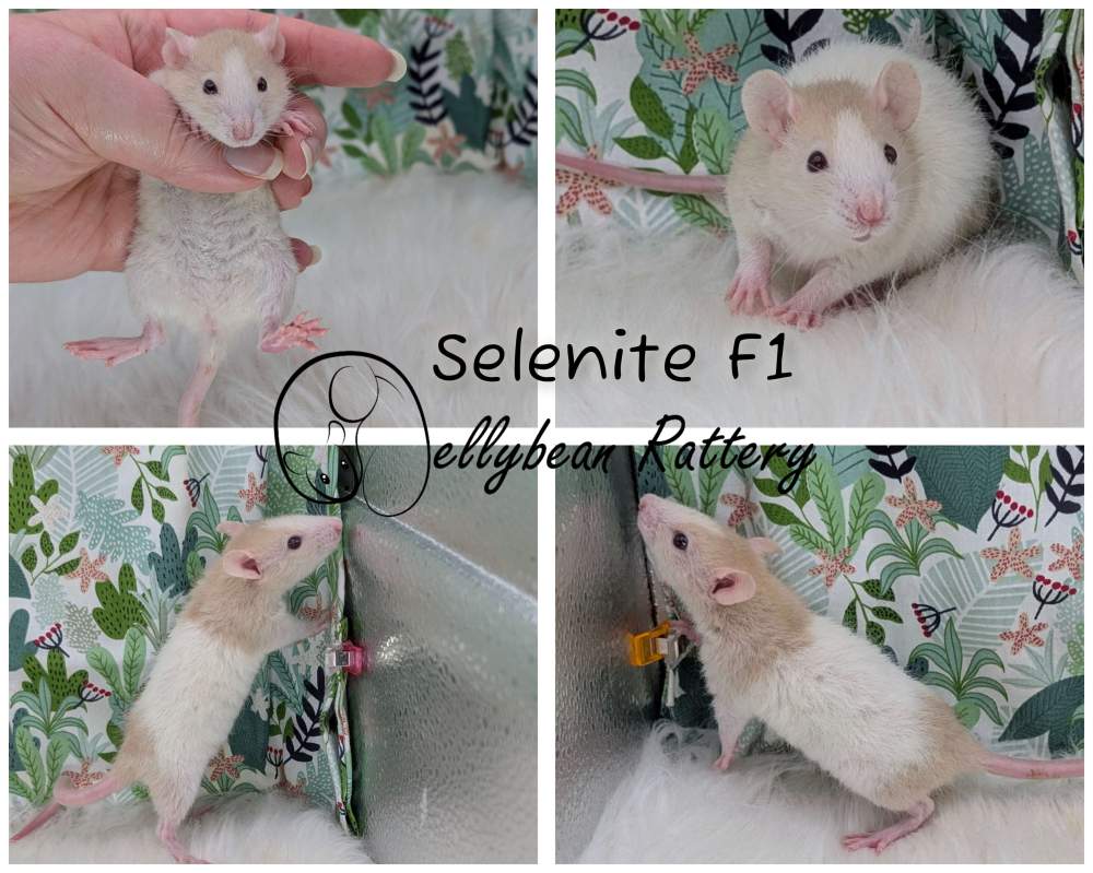 Fancy rat Breeder Rattus norvegicus 