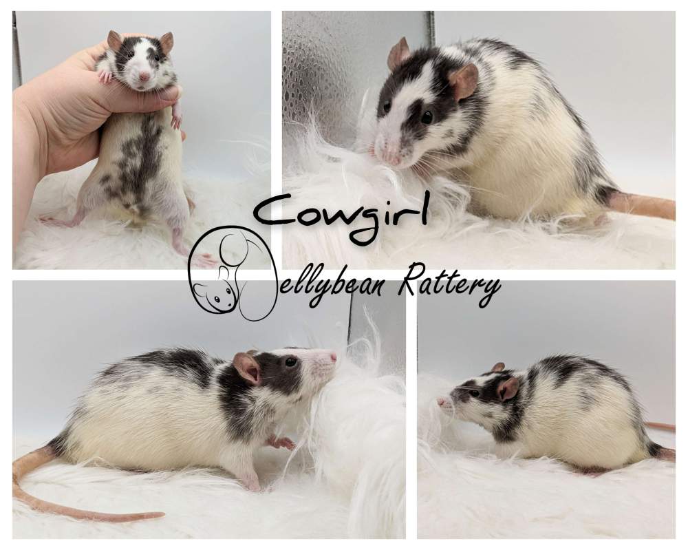 Fancy rat Retired Rattus norvegicus 
