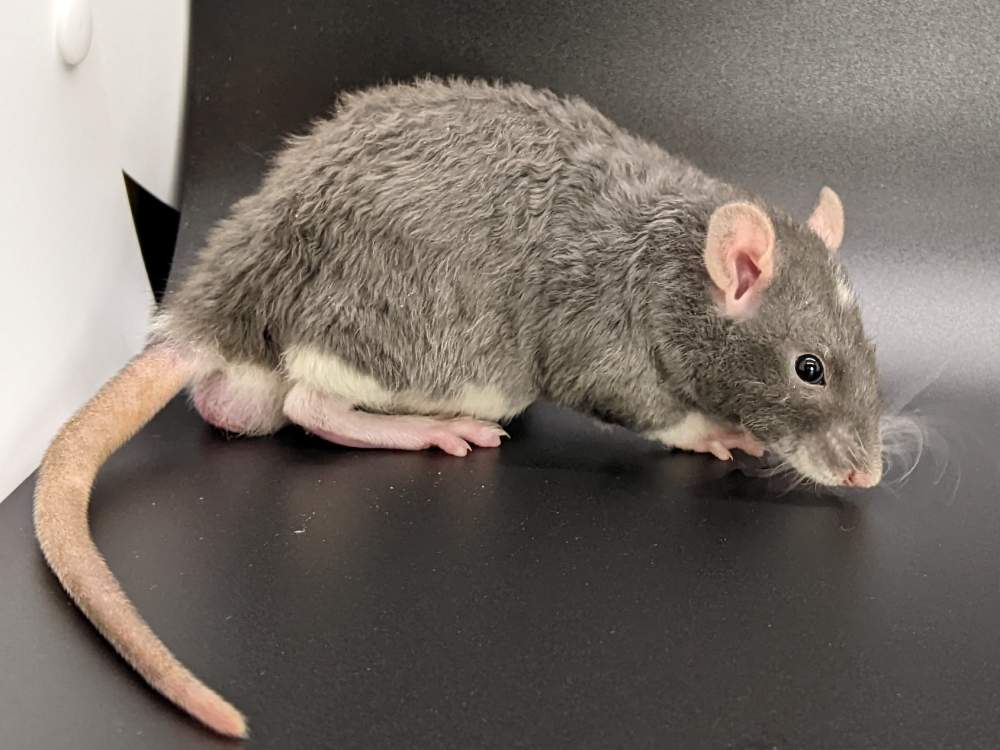 Fancy rat Pet only Rattus norvegicus United States, Westlake