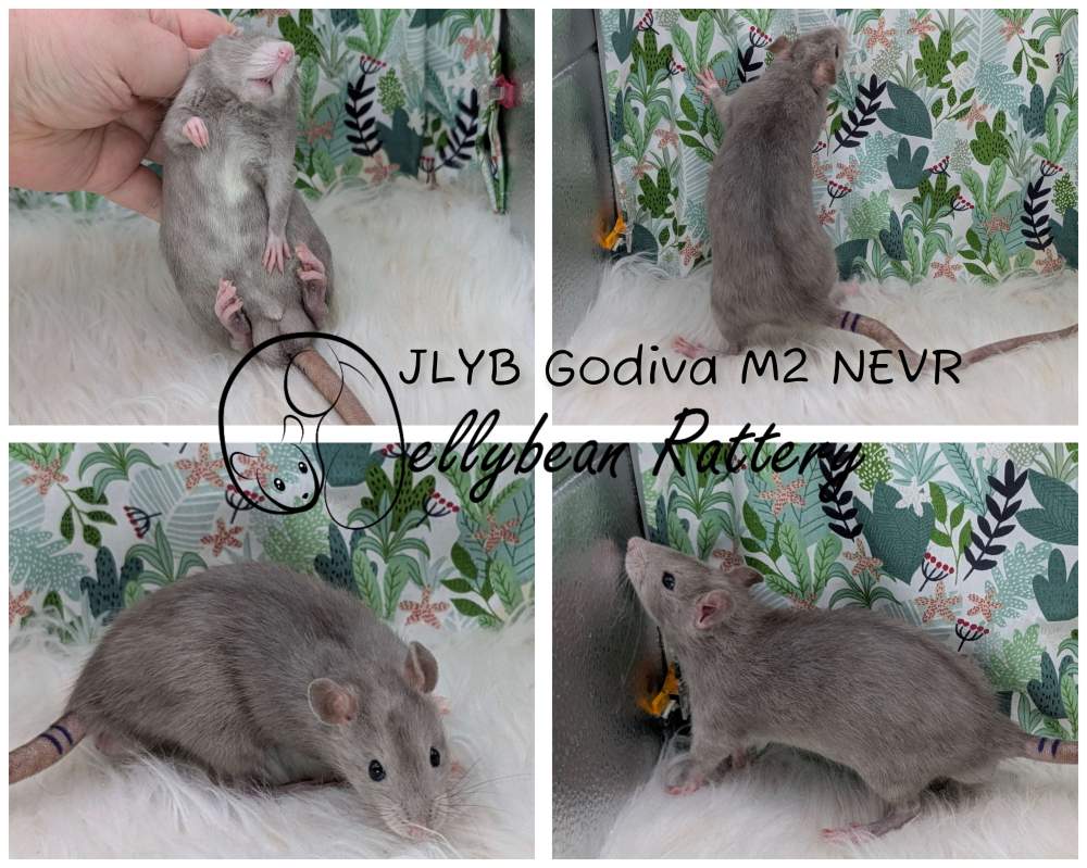 Fancy rat Breeder Rattus norvegicus 