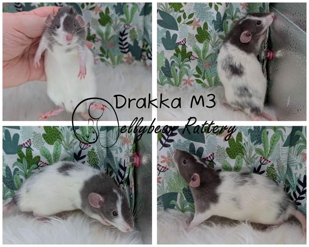 Fancy rat Breeder Rattus norvegicus 