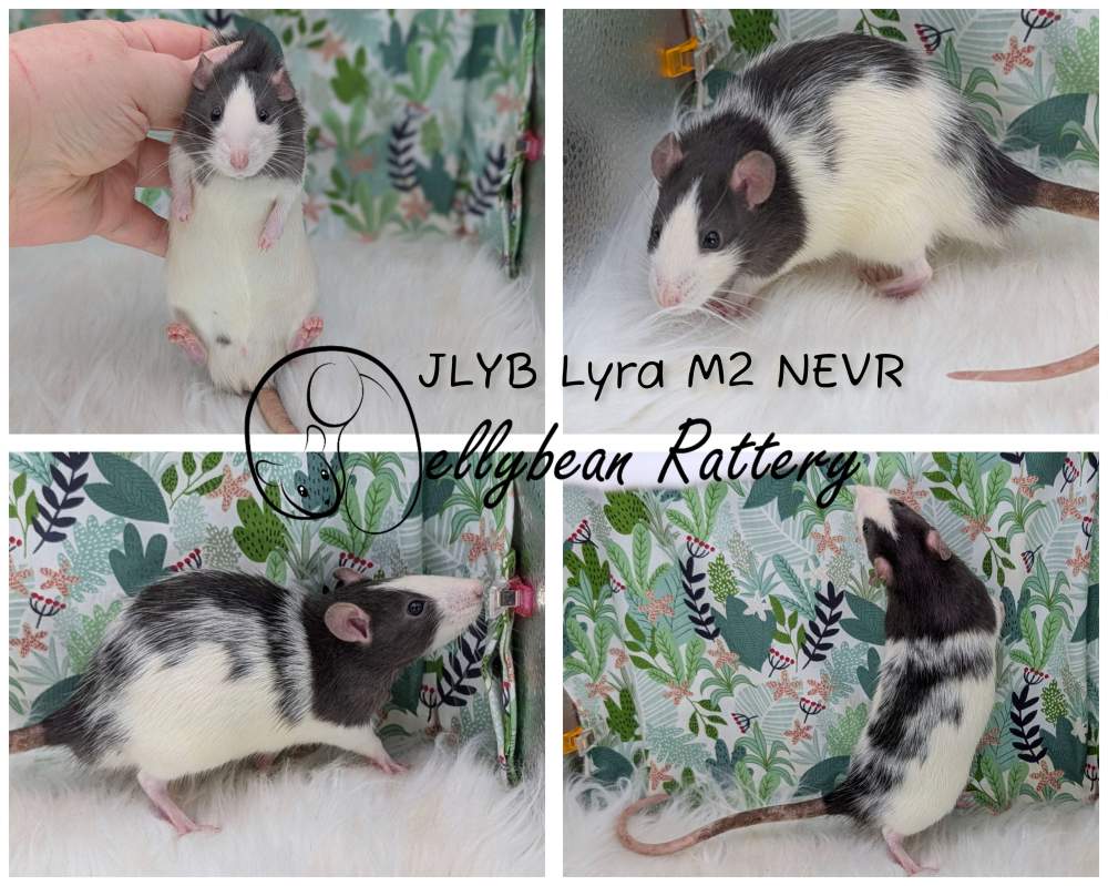 Fancy rat Breeder Rattus norvegicus 