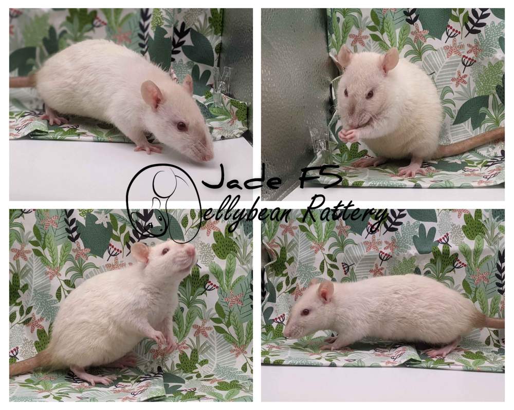 Fancy rat Pet only Rattus norvegicus 