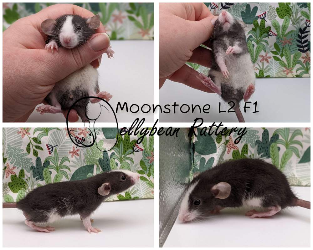 Fancy rat Breeder Rattus norvegicus 