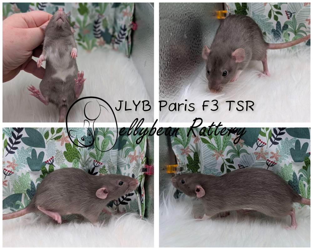 Fancy rat Pet only Rattus norvegicus 