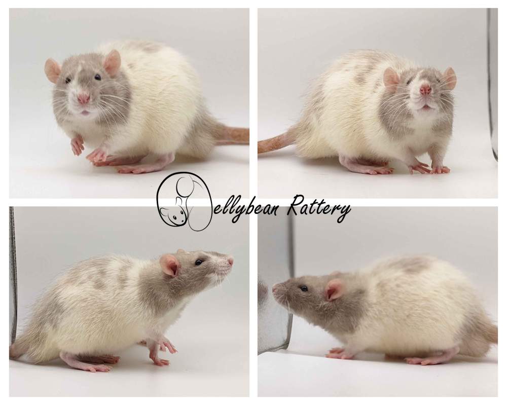 Fancy rat Pet only Rattus norvegicus 