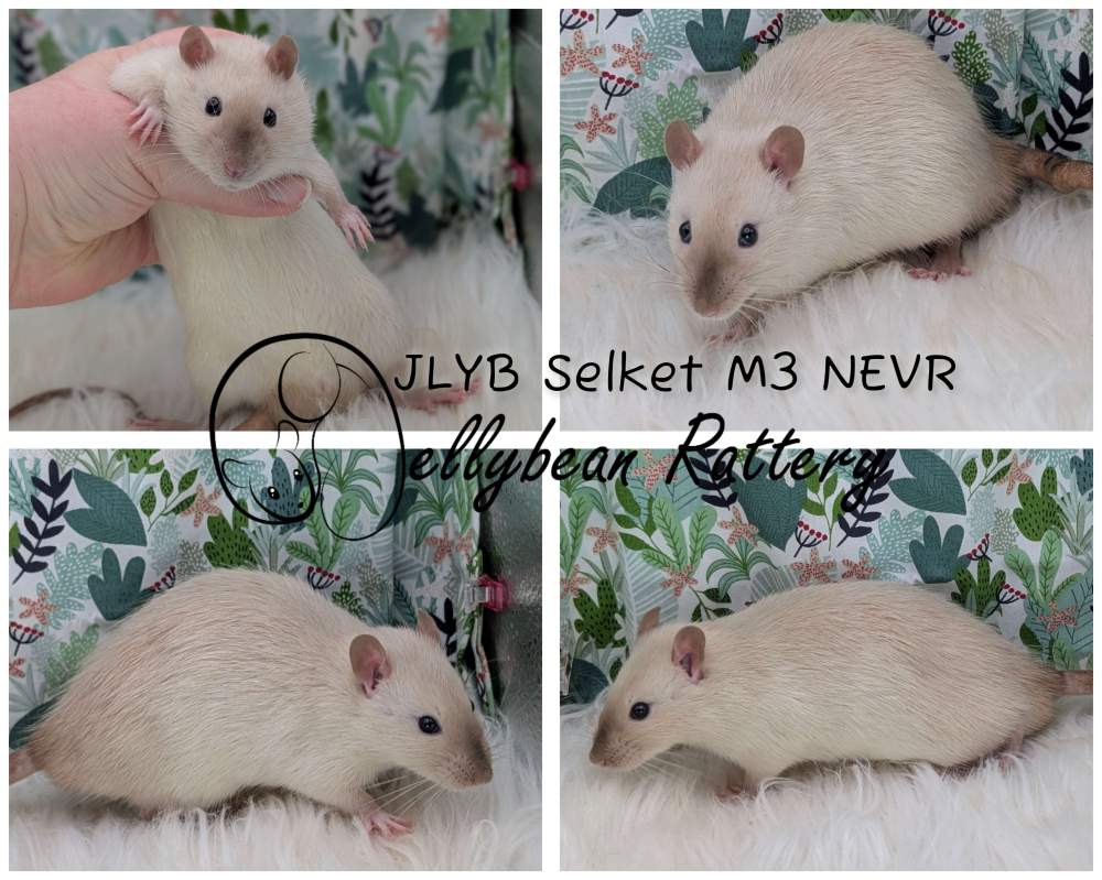 Fancy rat Pet only Rattus norvegicus 
