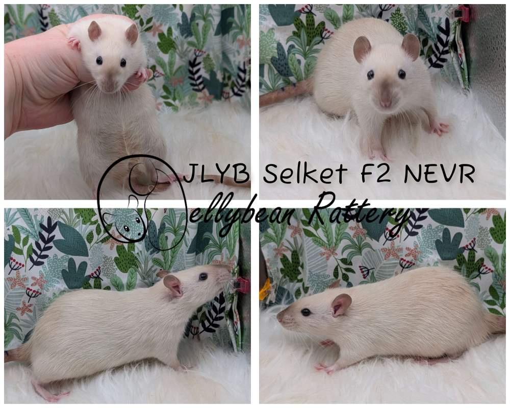 Fancy rat Breeder Rattus norvegicus 