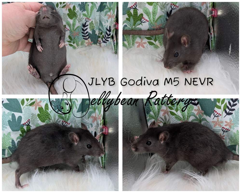 Fancy rat Breeder Rattus norvegicus 