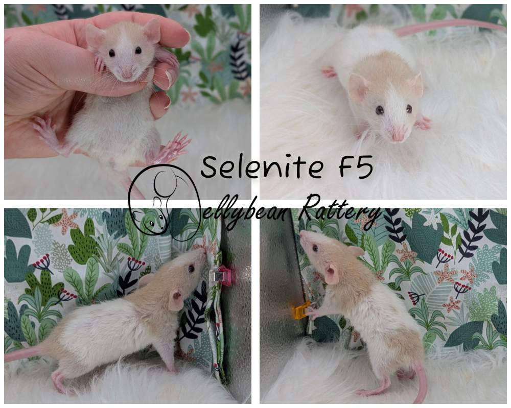 Fancy rat Pet only Rattus norvegicus 