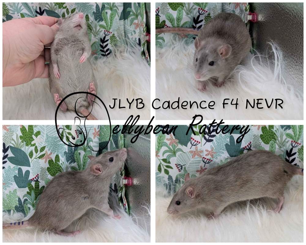 Fancy rat Breeder Rattus norvegicus 