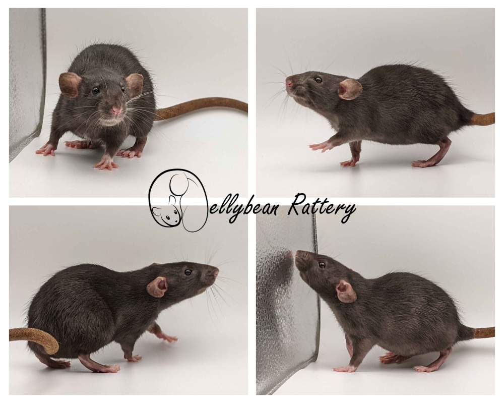 Fancy rat Retired Rattus norvegicus 