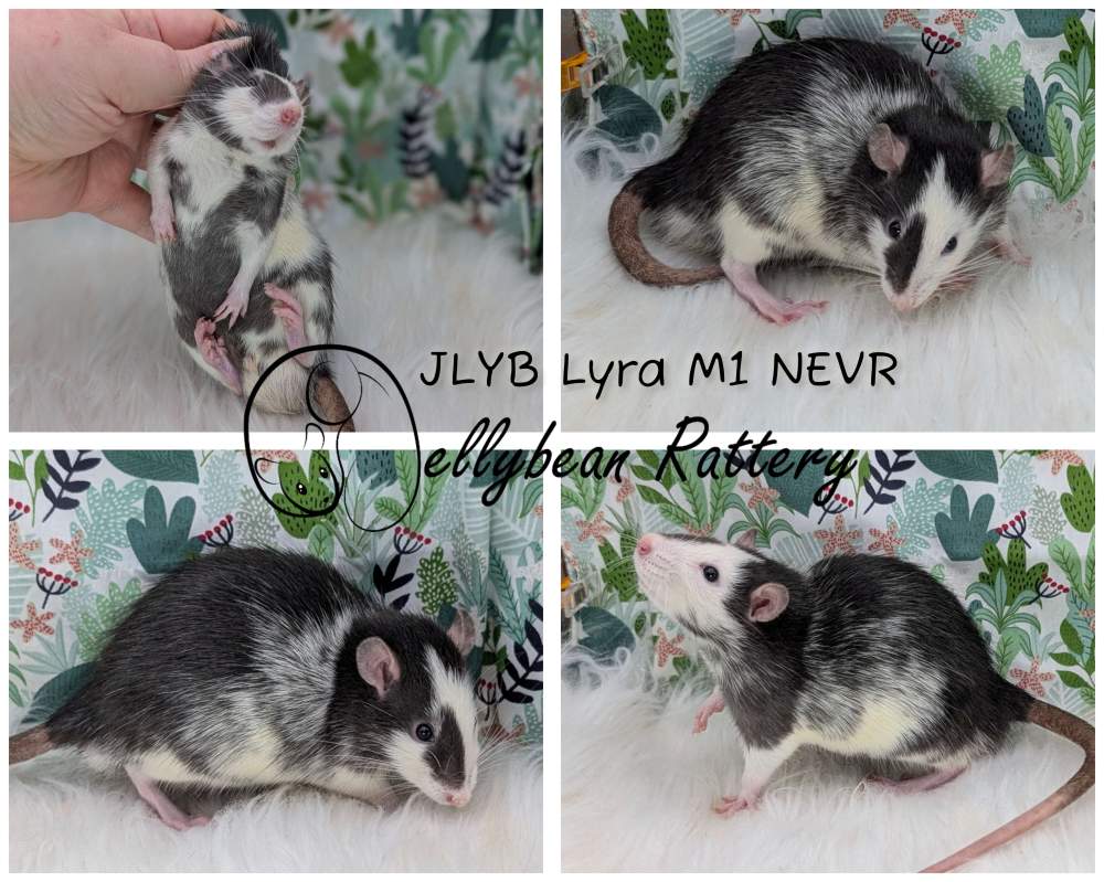 Fancy rat Breeder Rattus norvegicus 