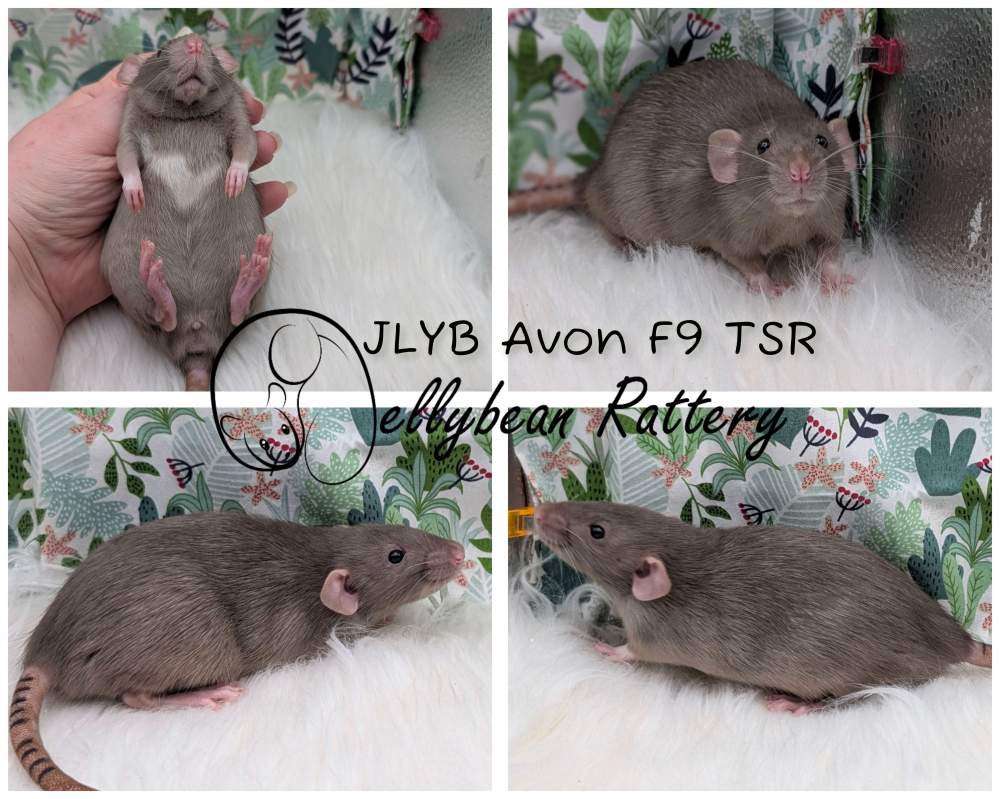 Fancy rat Pet only Rattus norvegicus 