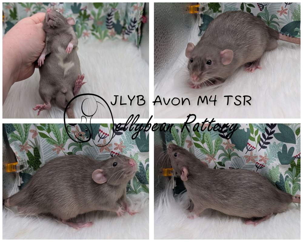 Fancy rat Pet only Rattus norvegicus 