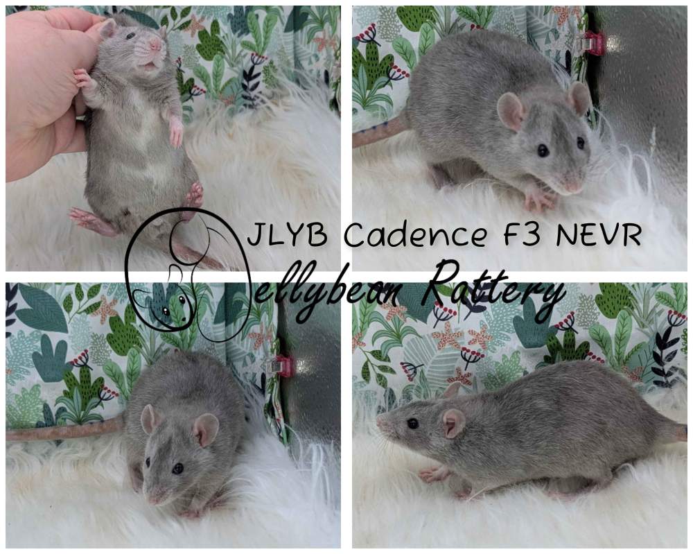 Fancy rat Breeder Rattus norvegicus 