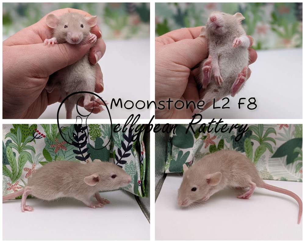 Fancy rat Pet only Rattus norvegicus 