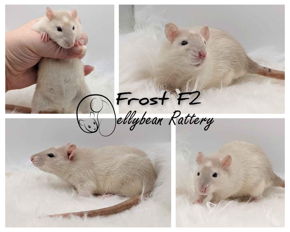 Fancy rat Retired Rattus norvegicus 