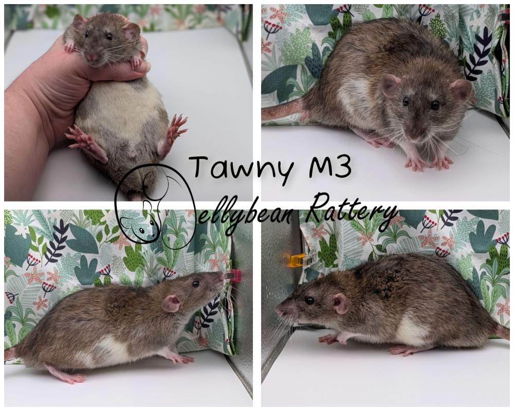 Fancy rat Pet only Rattus norvegicus 