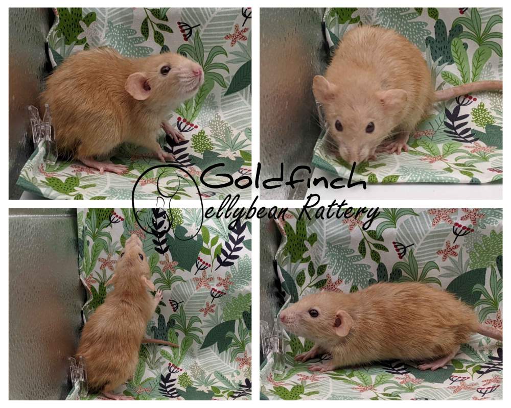 Fancy rat Breeder Rattus norvegicus 