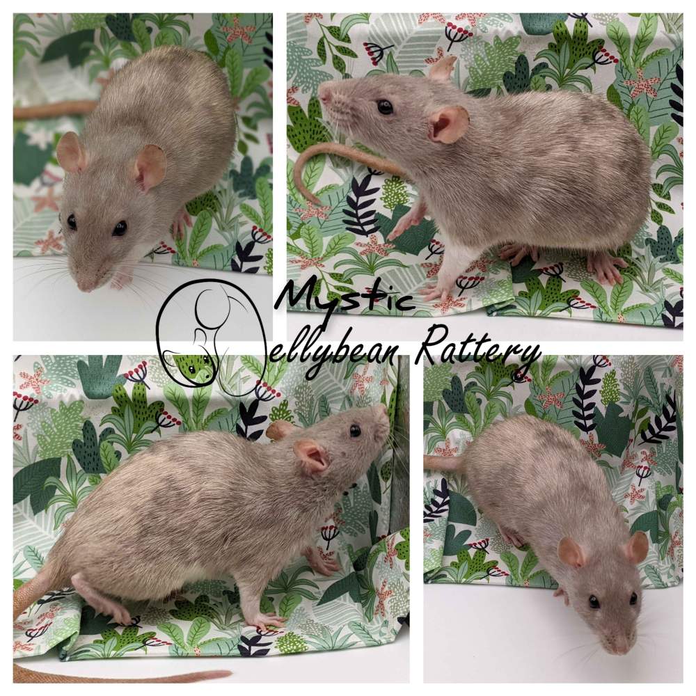 Fancy rat Retired Rattus norvegicus 