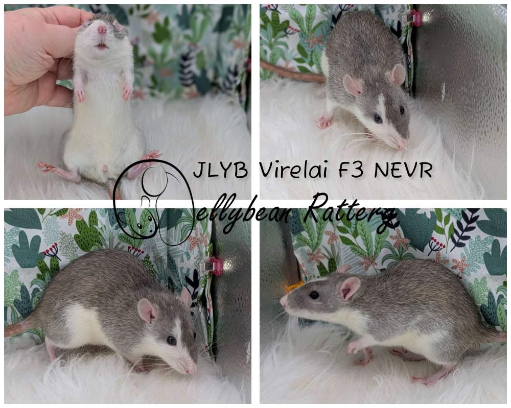 Fancy rat Breeder Rattus norvegicus 