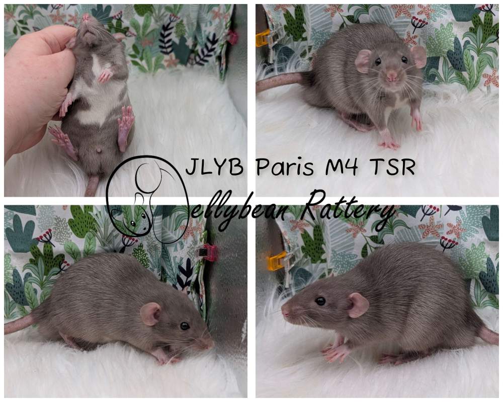 Fancy rat Pet only Rattus norvegicus 