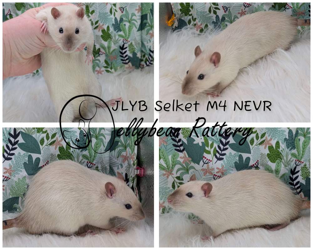 Fancy rat Pet only Rattus norvegicus 