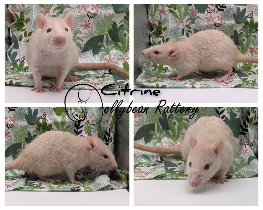 Fancy rat Retired Rattus norvegicus 