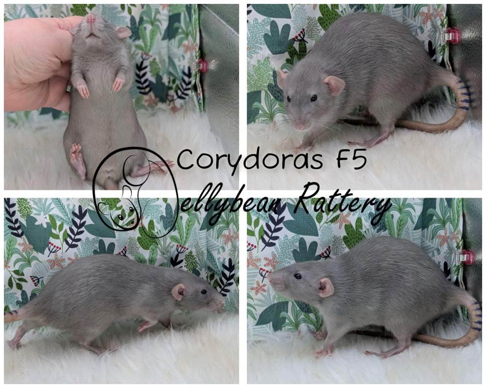 Fancy rat Breeder Rattus norvegicus 