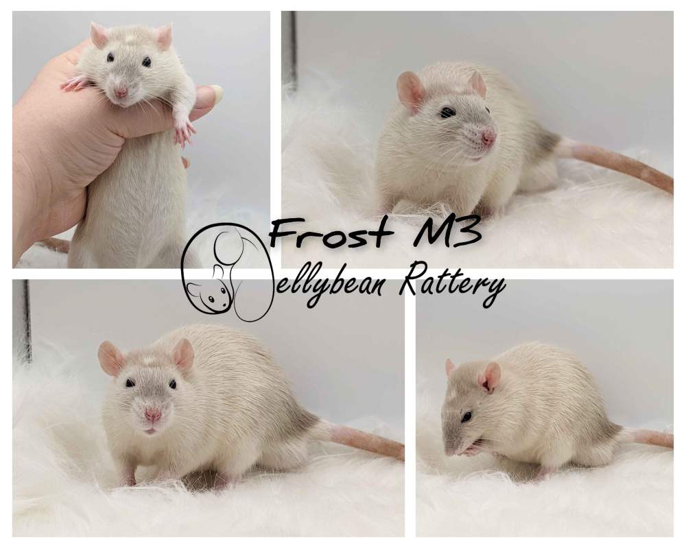 Fancy rat Pet only Rattus norvegicus 
