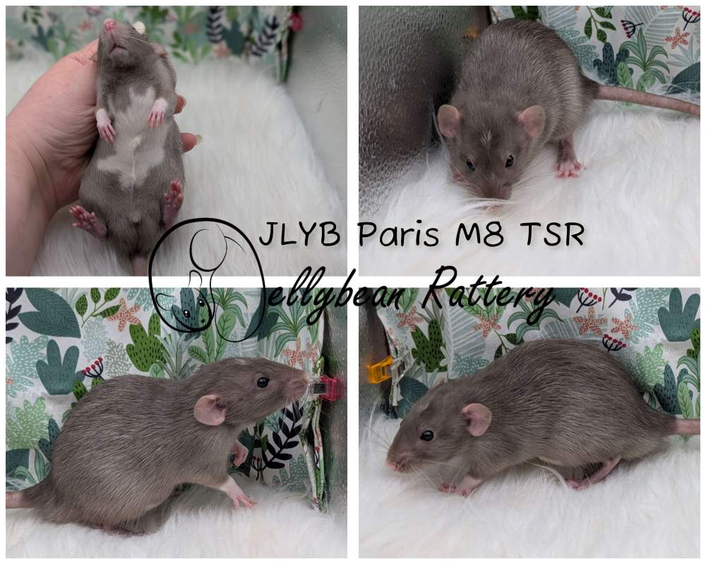 Fancy rat Pet only Rattus norvegicus 