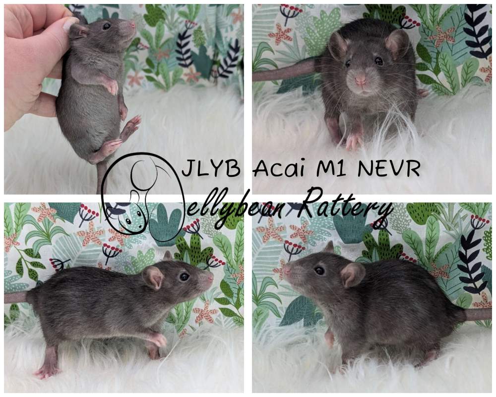 Fancy rat Breeder Rattus norvegicus 