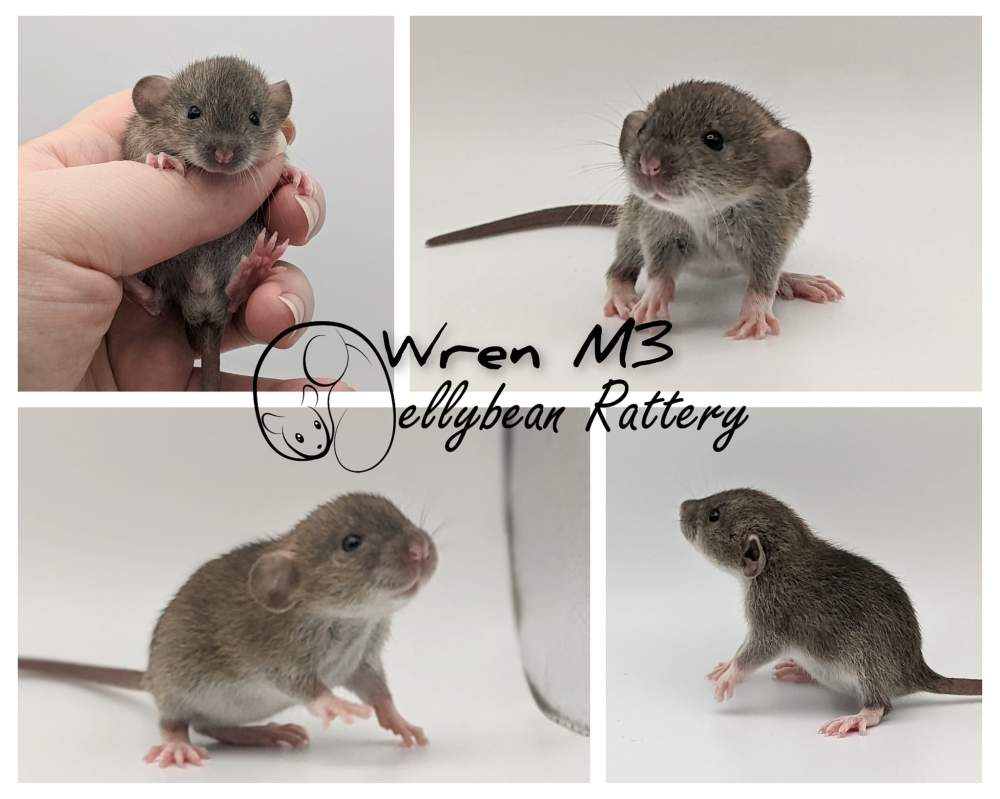 Fancy rat Retired Rattus norvegicus 